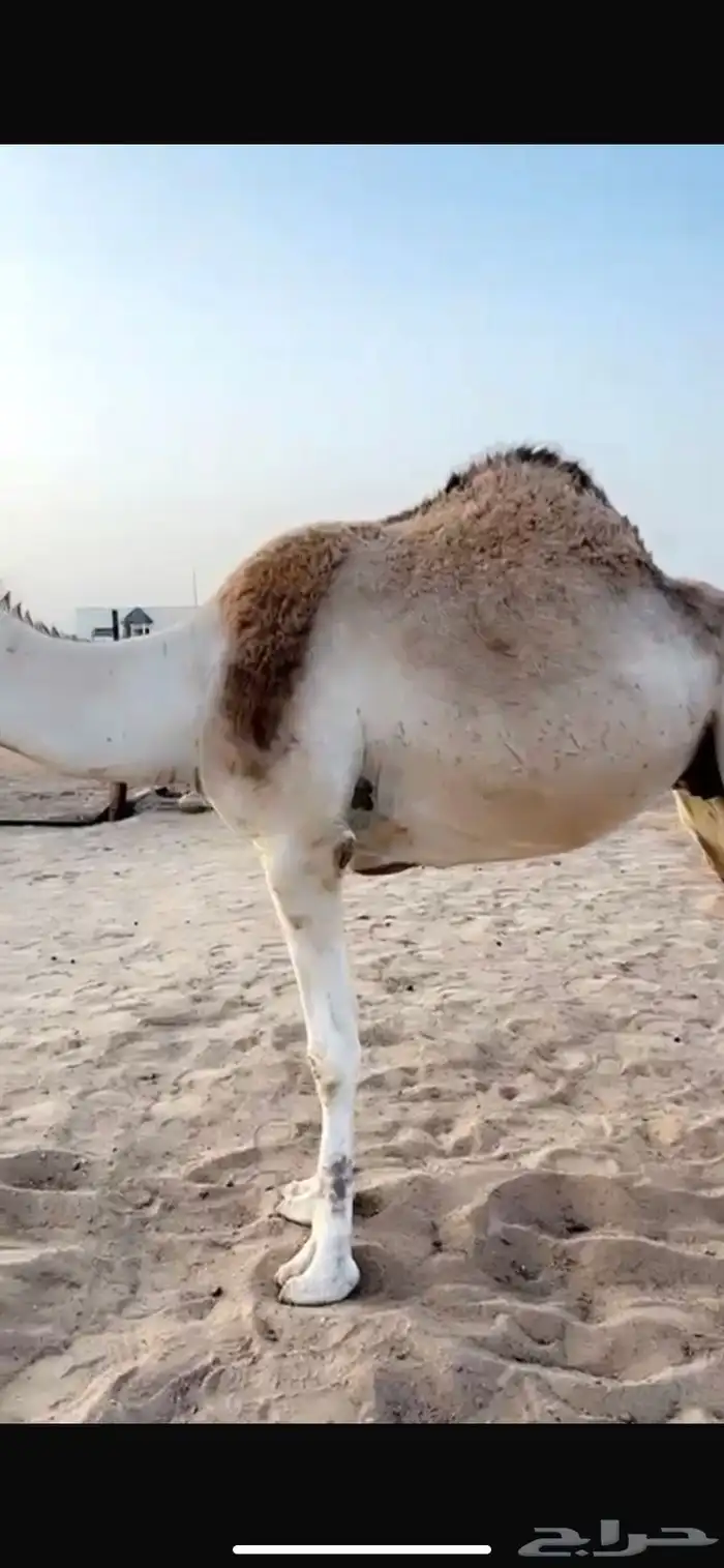 ناقه حايل ضحيه 1