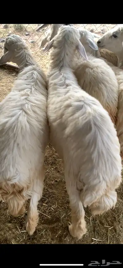 خرفان ورخال اعياد 2