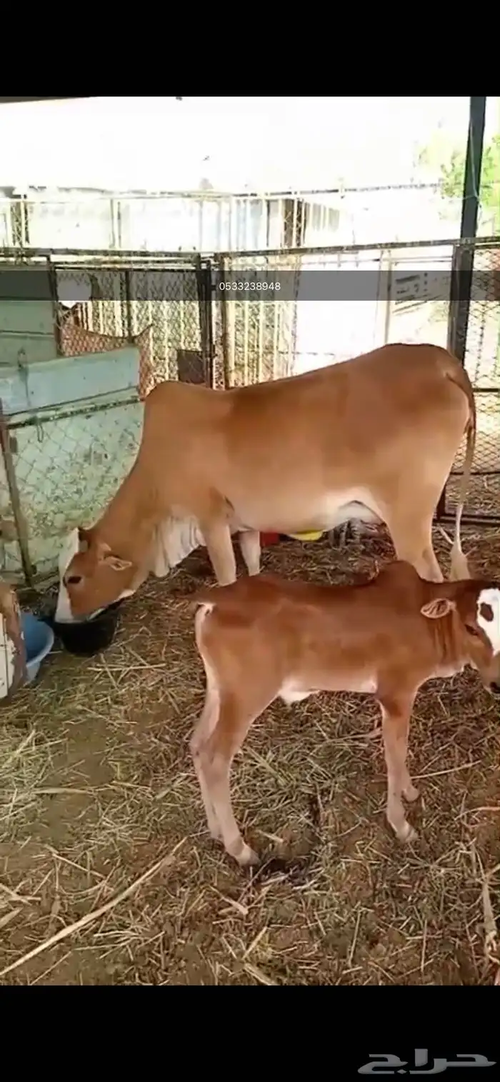 بقره للبيع 0