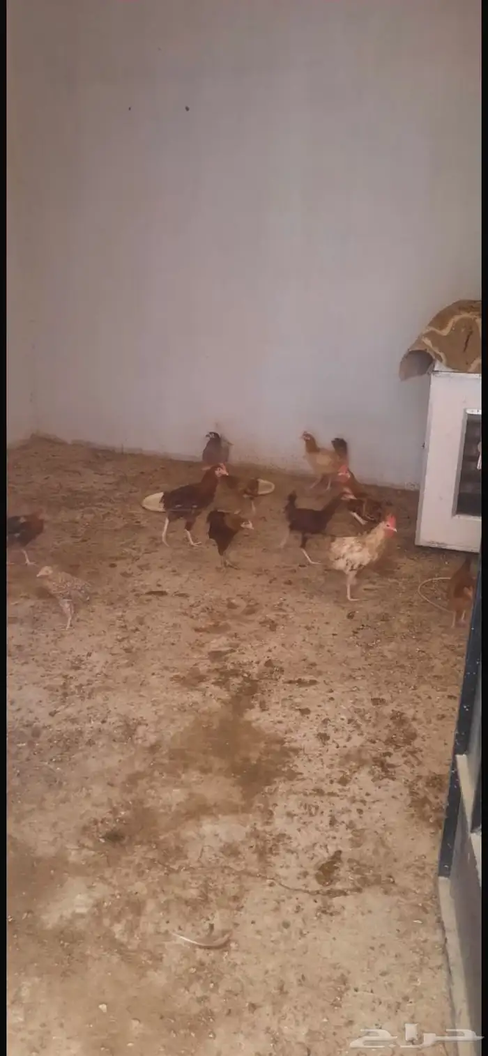 دجاج بلدي 6 شهر 0