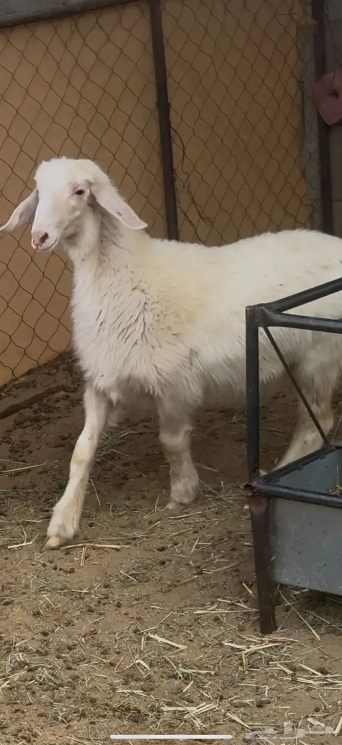 رخل صفرا برصا 4
