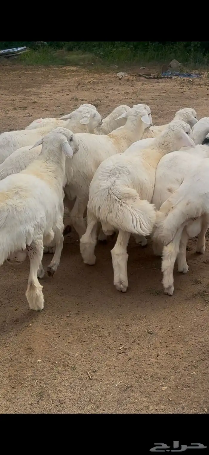 للبيع خرفان بلدي كفو بسعر مناسب 1