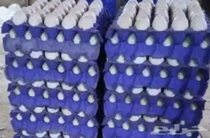 بيض دجاج لاحم 1