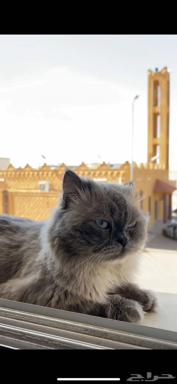 قط ذكر هملايا عمره سنتين 1
