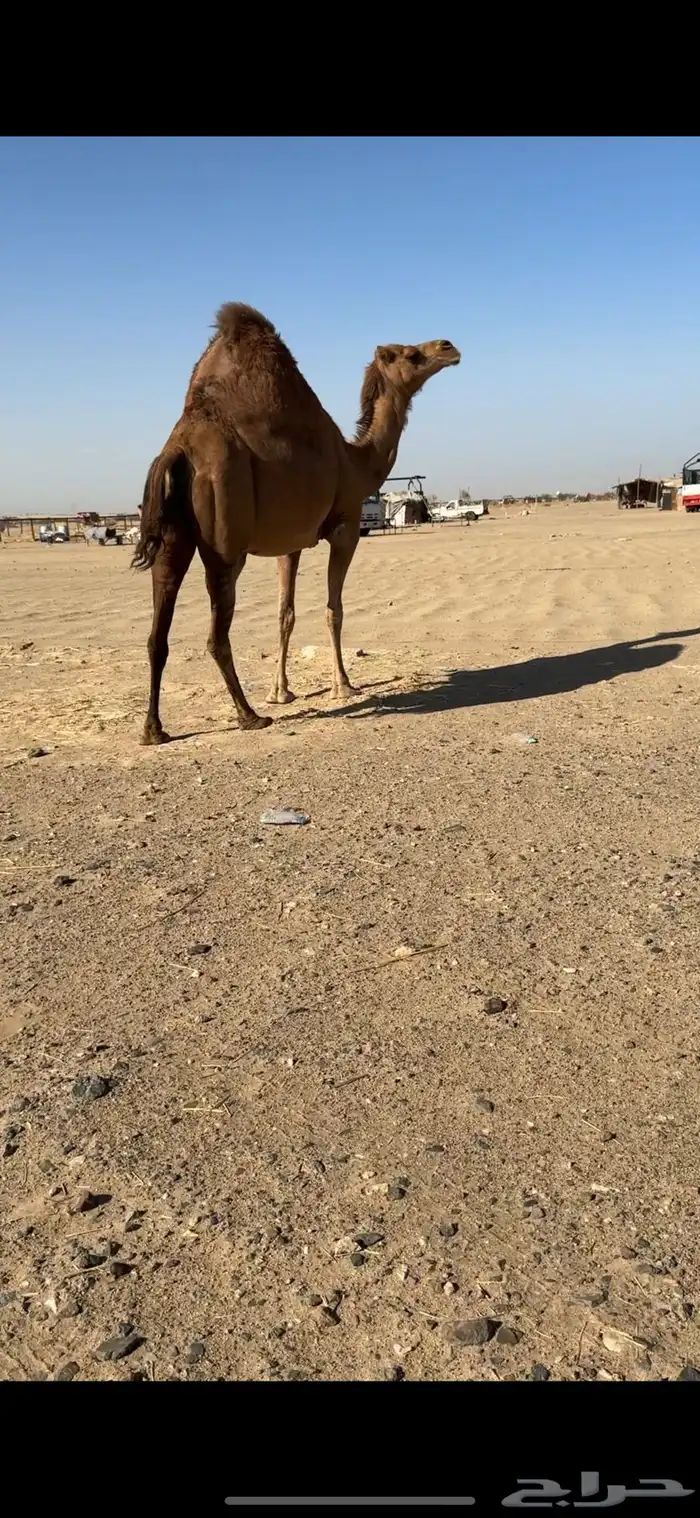 ناقة لقحه ساحلية للبيع 0