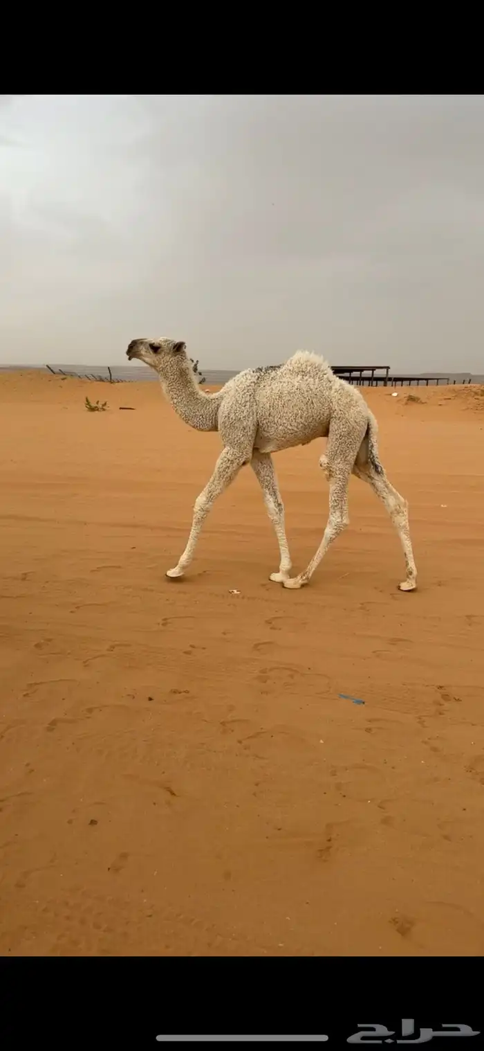خلفات 3