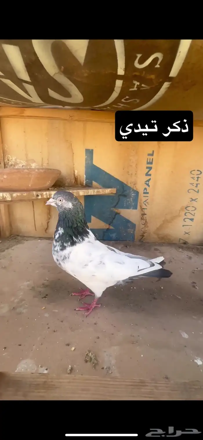 حمام باكستاني 2