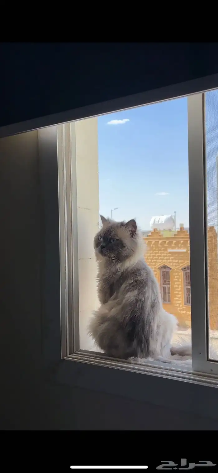 قط ذكر هملايا عمره سنتين 2