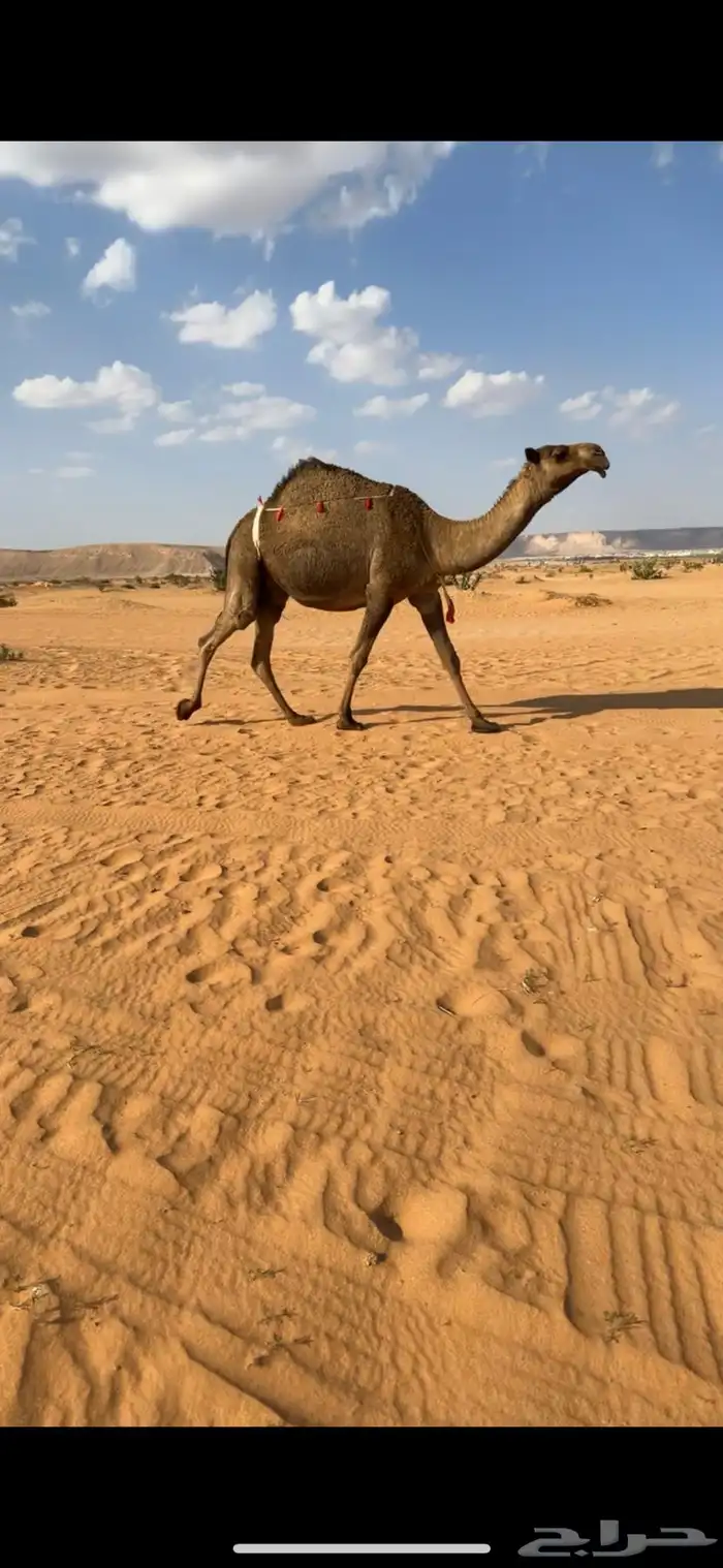 خلفات 0