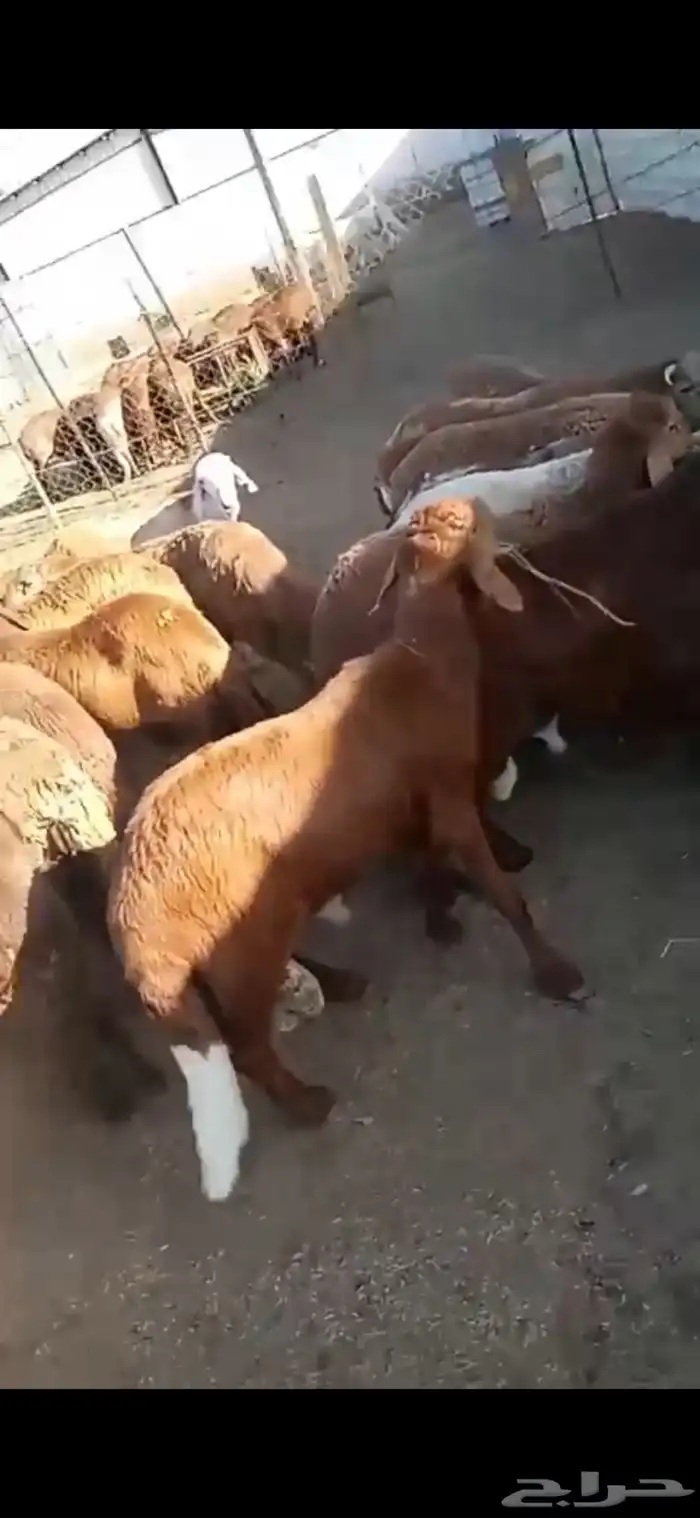 طليان سواكني حمريات جبرة للمناسبات 4