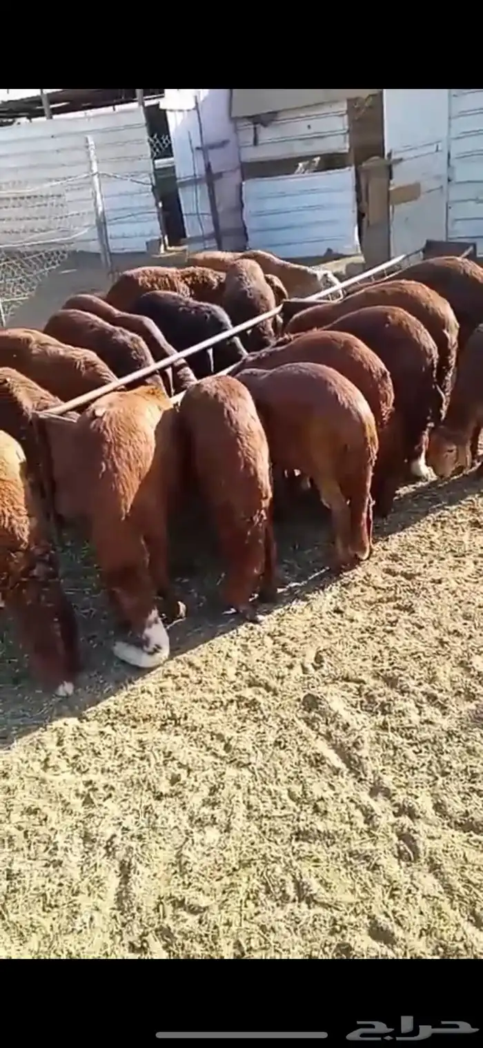 ذبايح طليان جبره نجد حري حبص سواكن للمناسبات 5