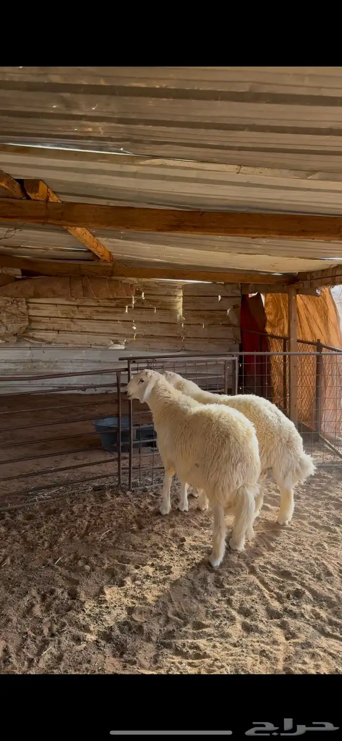خرفان فل شحم لحم 0