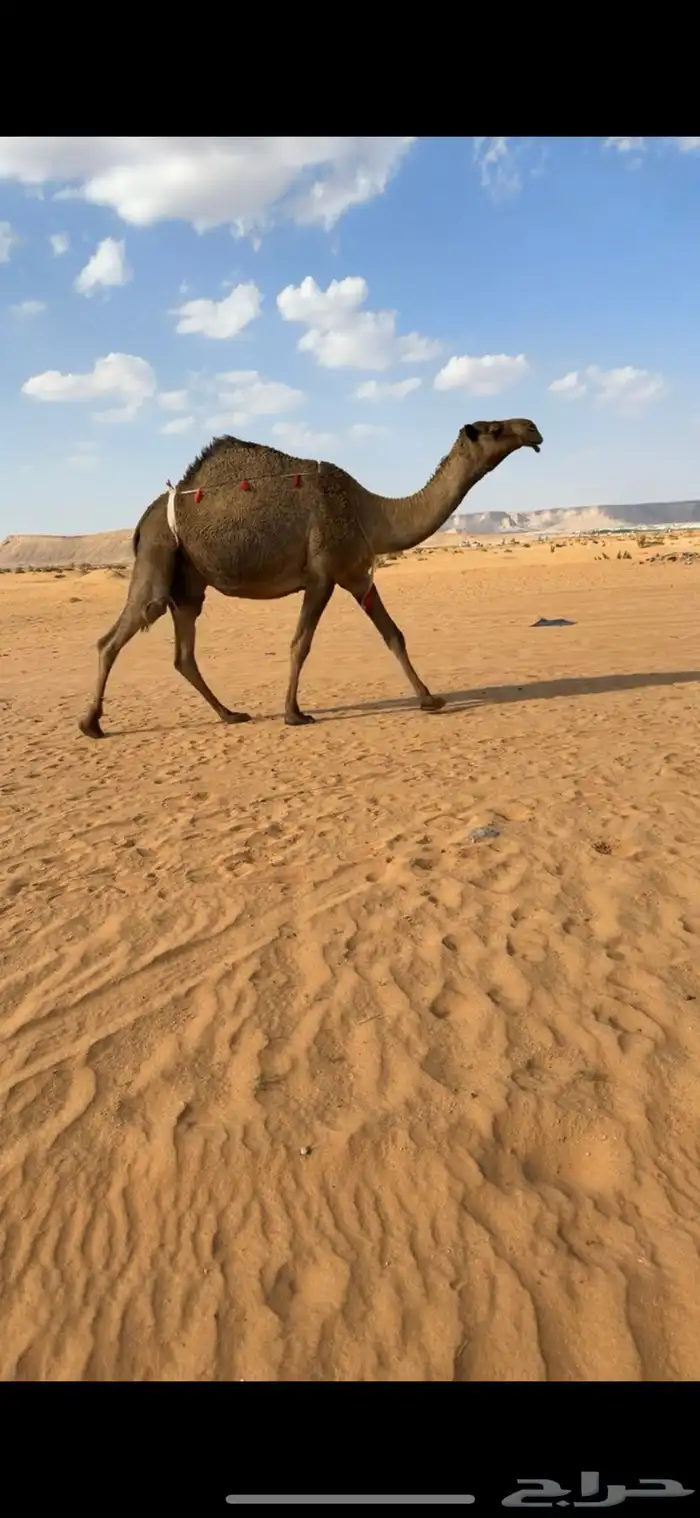 خلفات 1