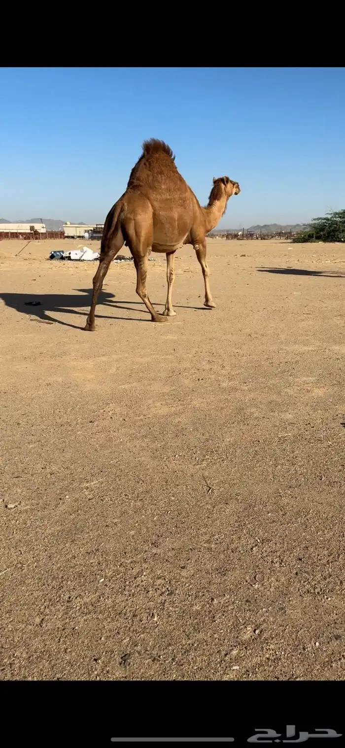 ناقة لقحه ساحلية للبيع 4