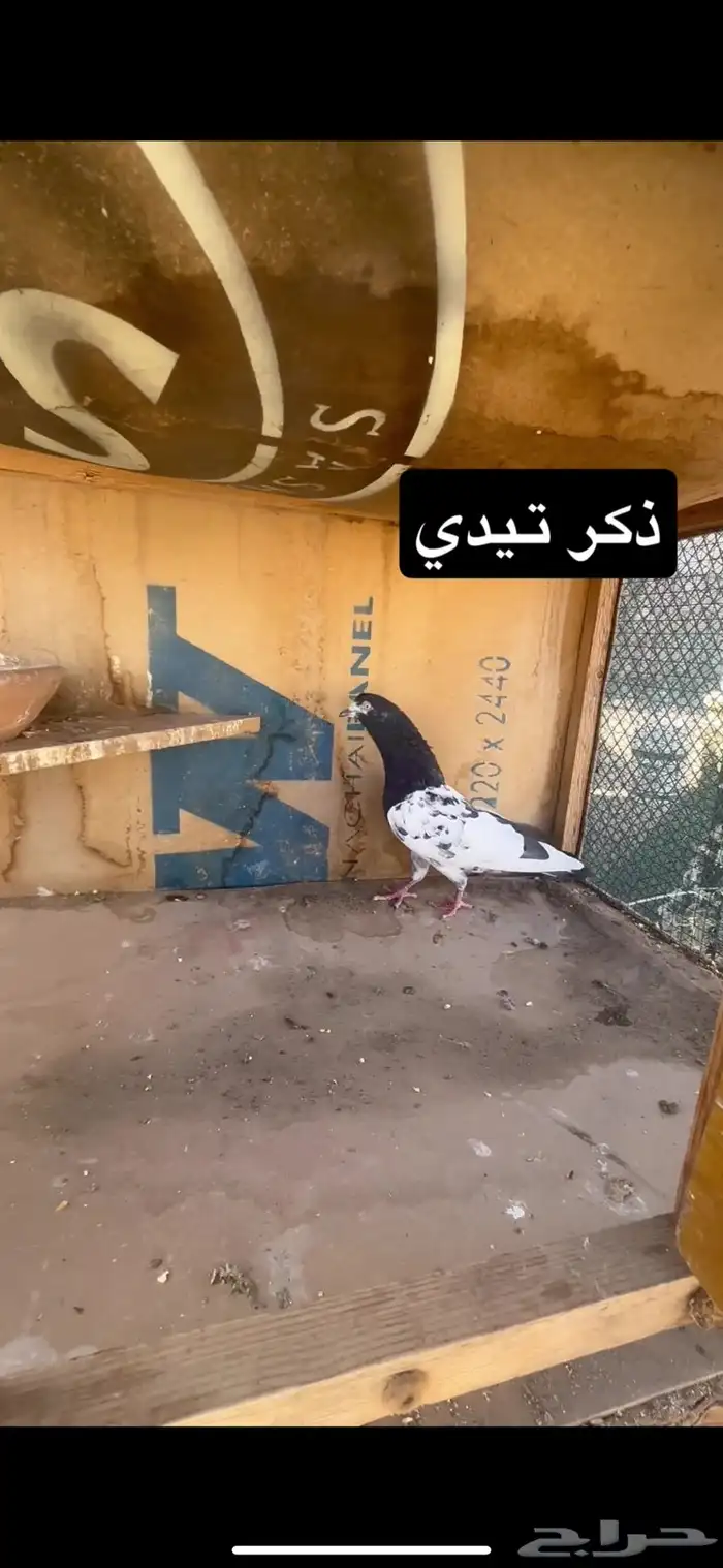 حمام باكستاني 0