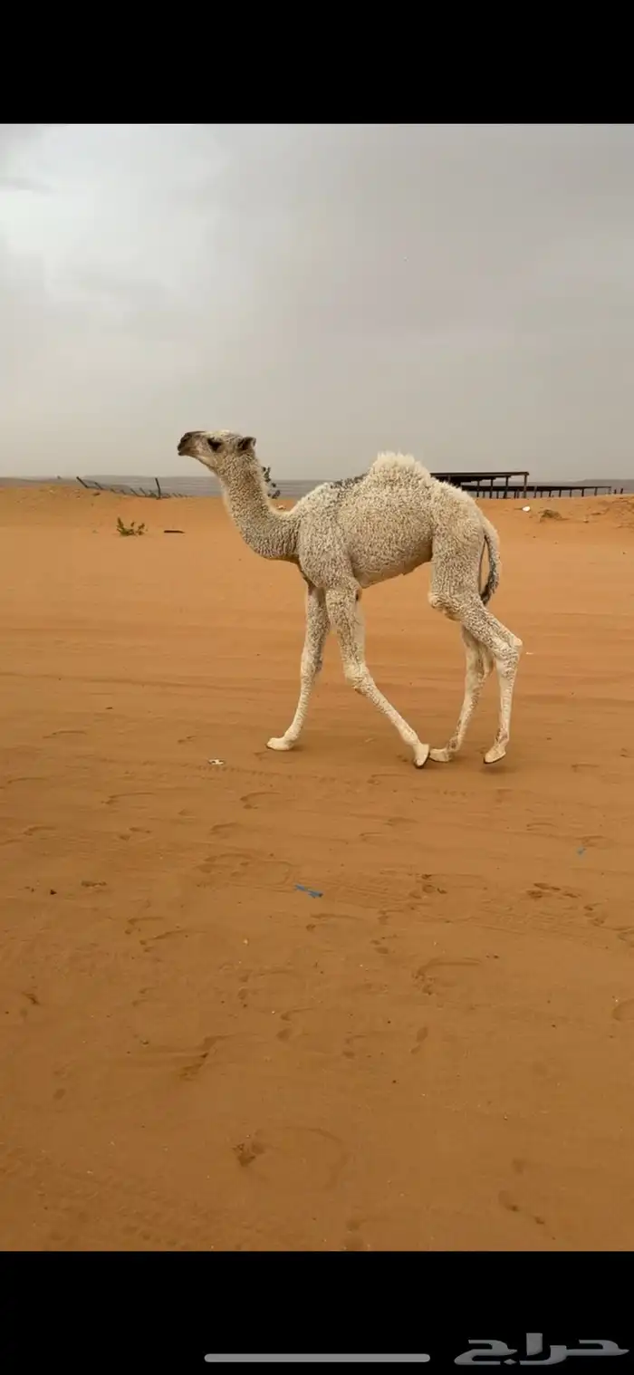 خلفات 2
