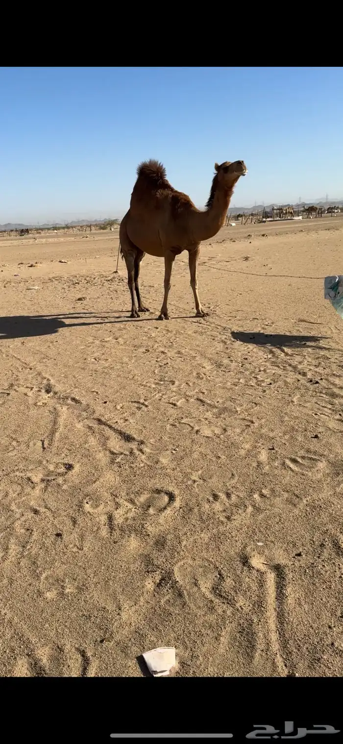 ناقة لقحه ساحلية للبيع 1