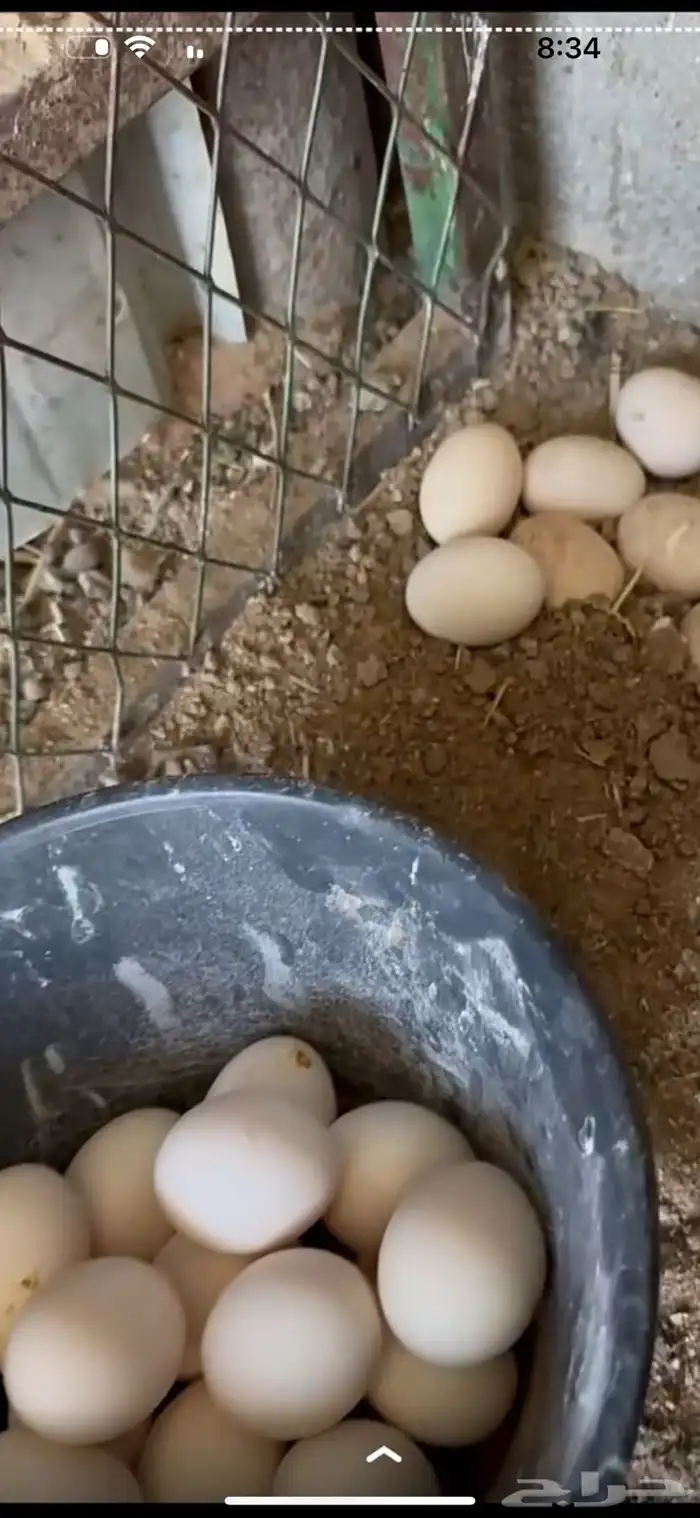 بيض دجاج بلدي 1