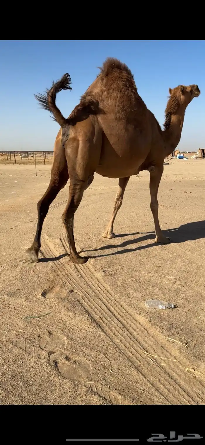 ناقة لقحه ساحلية للبيع 3