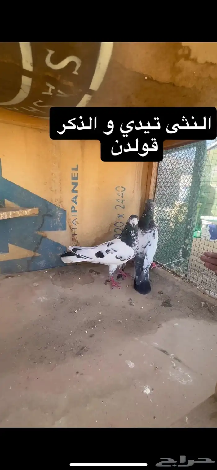 حمام باكستاني 1