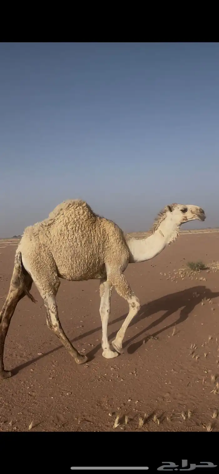 قعود باتلي 0