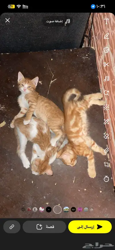 قطط صغيره للتبني 3