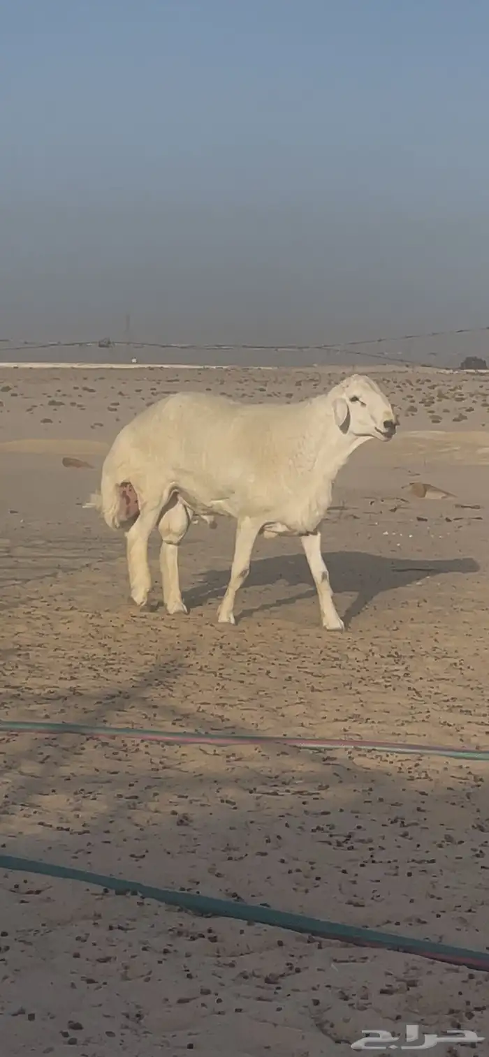 للبيع جذع مشروع فحل 1