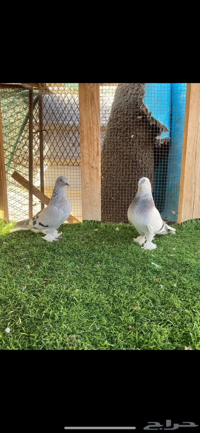 حمام تركي كرست تم البيع 0