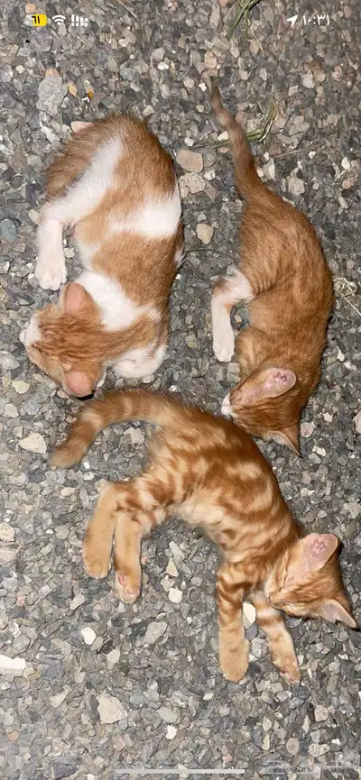 قطط صغيره للتبني 2