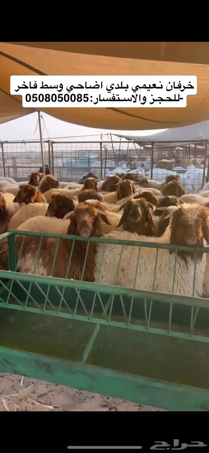اضاحي نعيمي بلدي 1