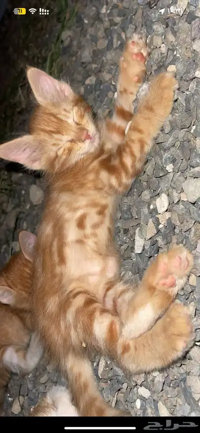 قطط صغيره للتبني 1