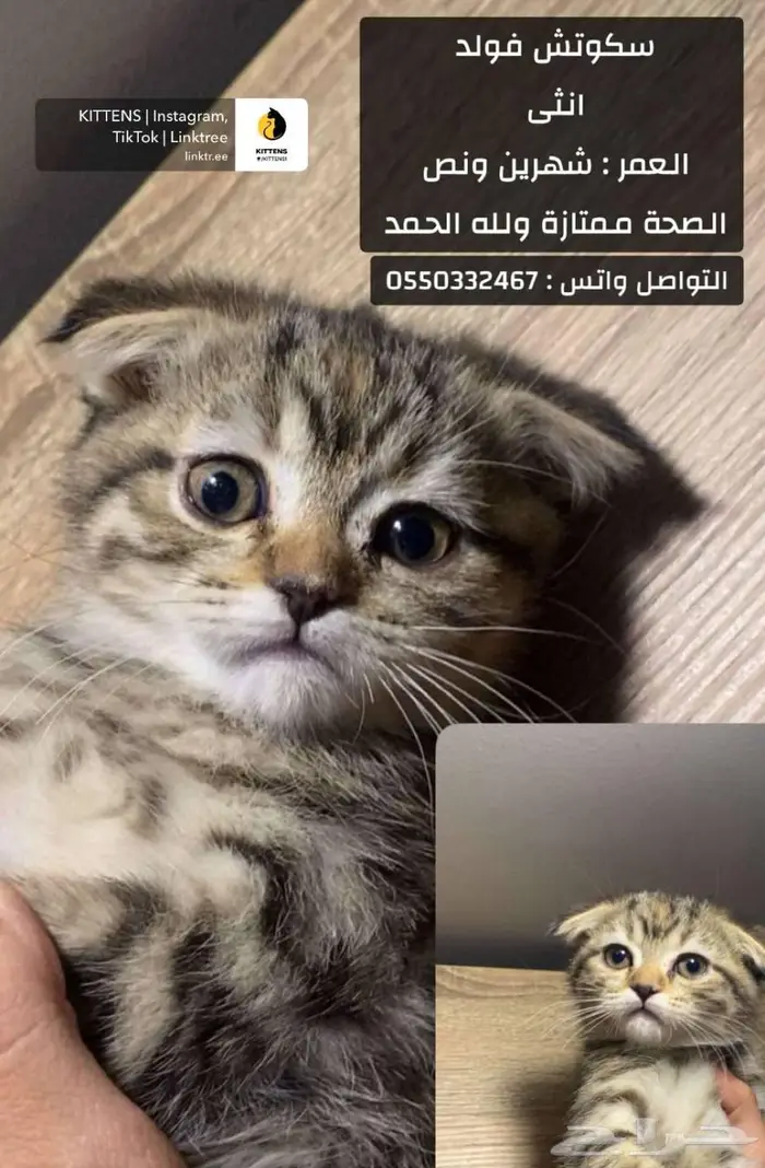 سكوتش 1