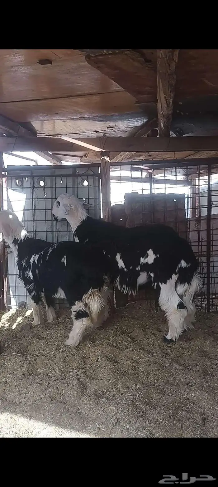 طليان نجد اضاحي تم البيع 1