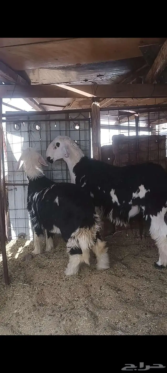 طليان نجد اضاحي تم البيع 3