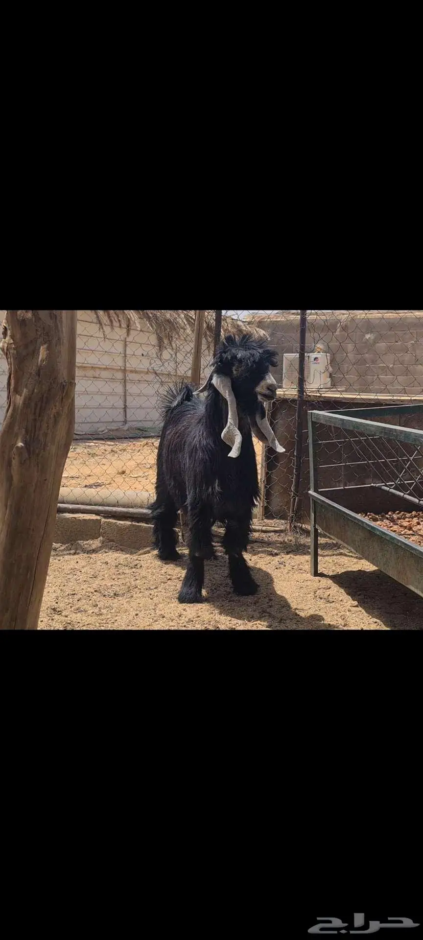( تم البيع )جذع عارضي كفو منوة القناي 3