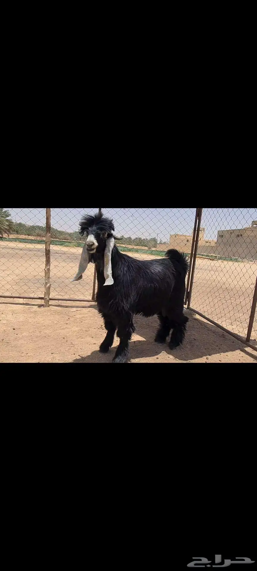 ( تم البيع )جذع عارضي كفو منوة القناي 2