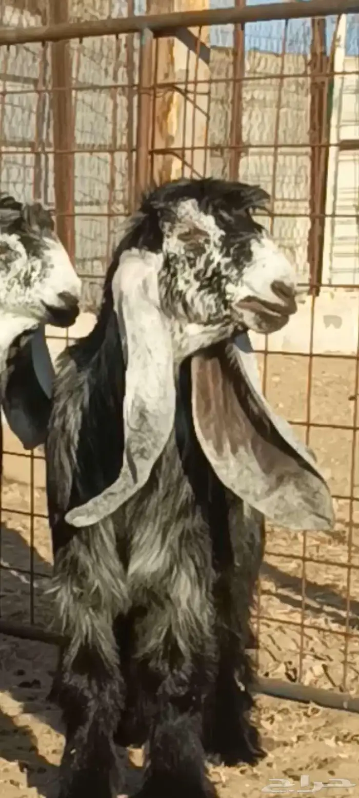تم البيع 2