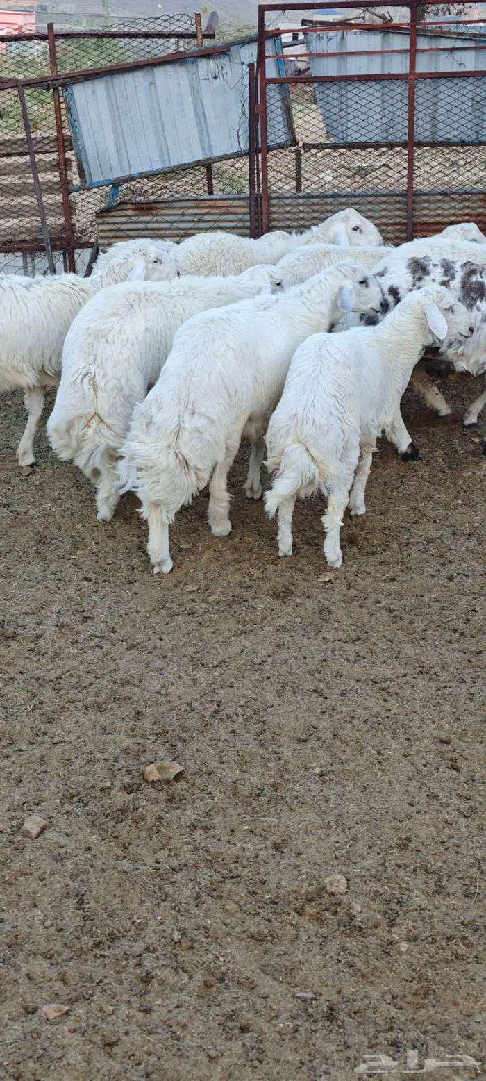 اضاحي للبيع تم البيع 0