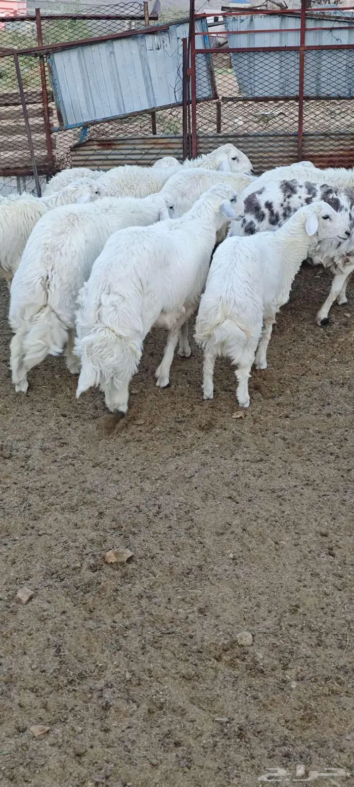 اضاحي للبيع تم البيع 2