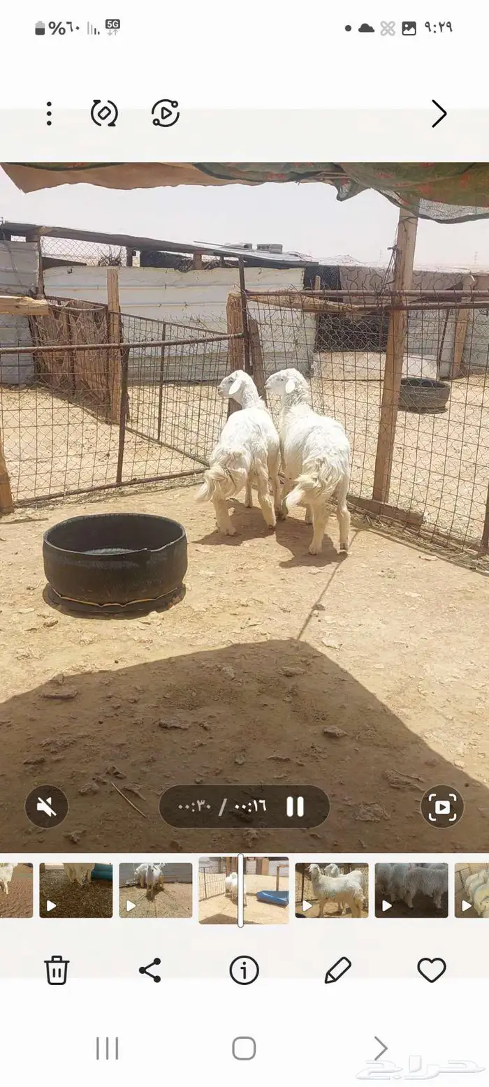 طليان اضاحي للبيع تفريد 5