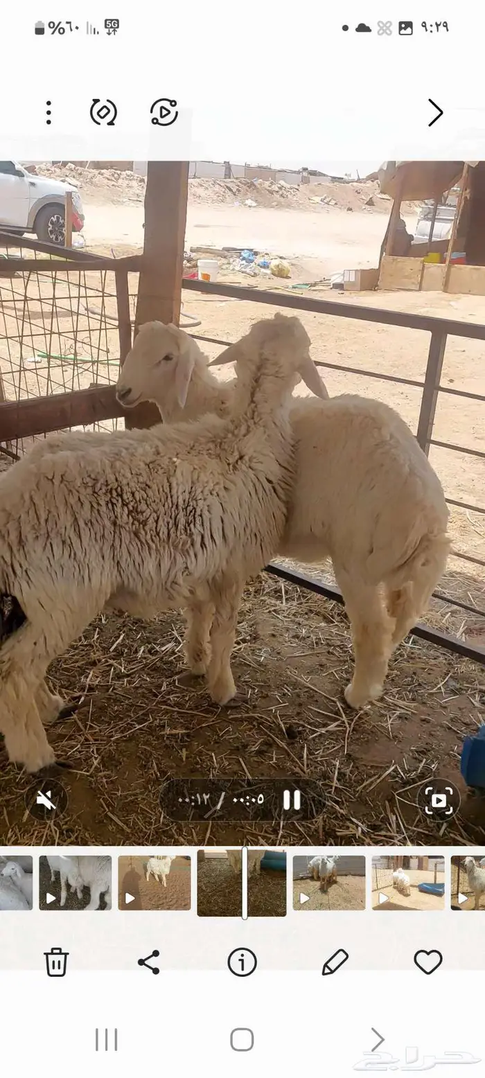 طليان اضاحي للبيع تفريد 6