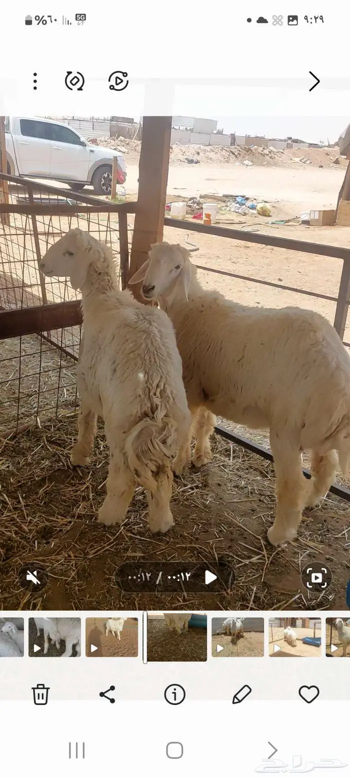 طليان اضاحي للبيع تفريد 0