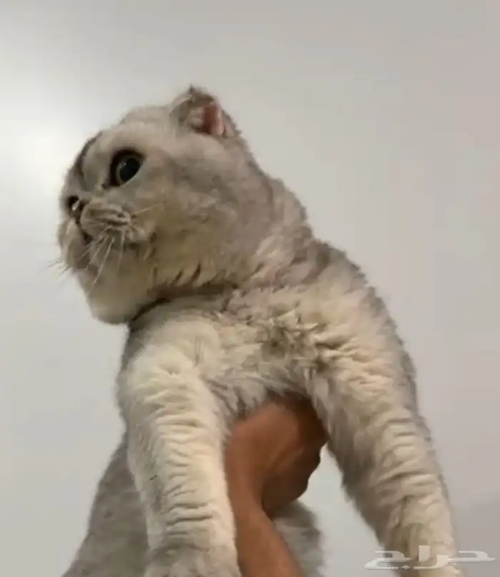 سكوتش للتزاوج 0