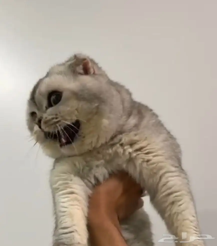 سكوتش للتزاوج 1
