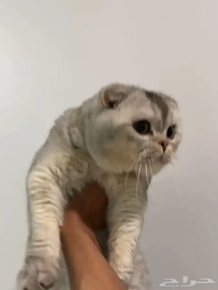 سكوتش للتزاوج 2