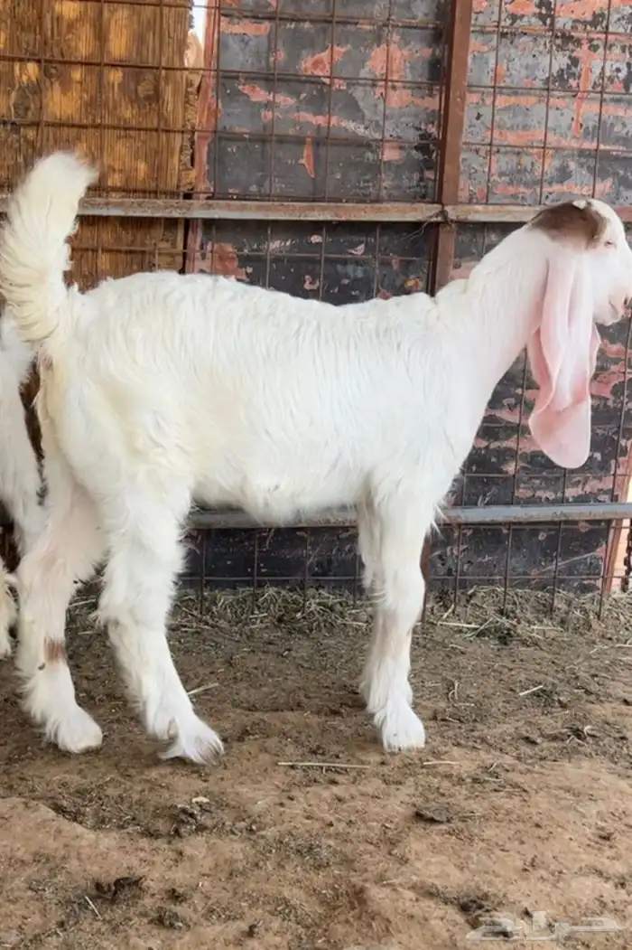 جفرات للبيع 2