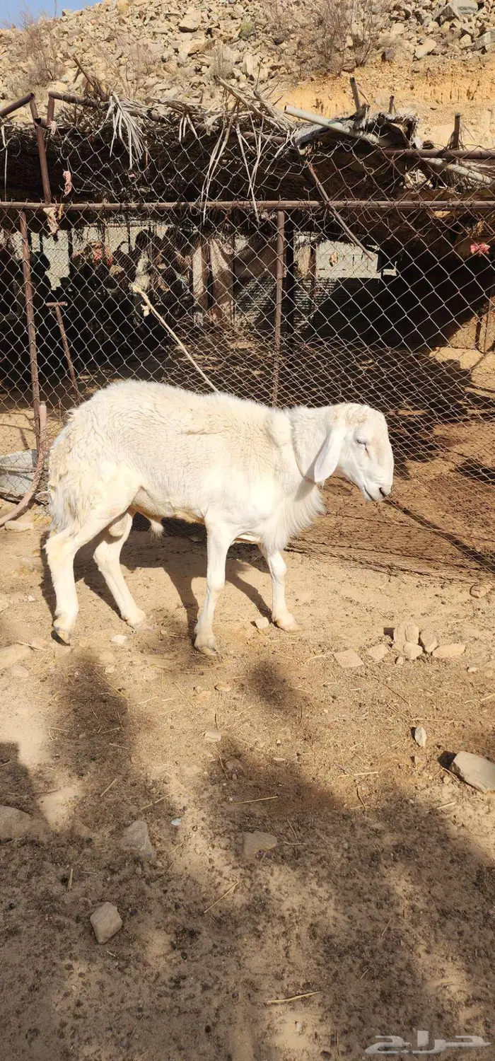 خروف اضحيه رباع 3