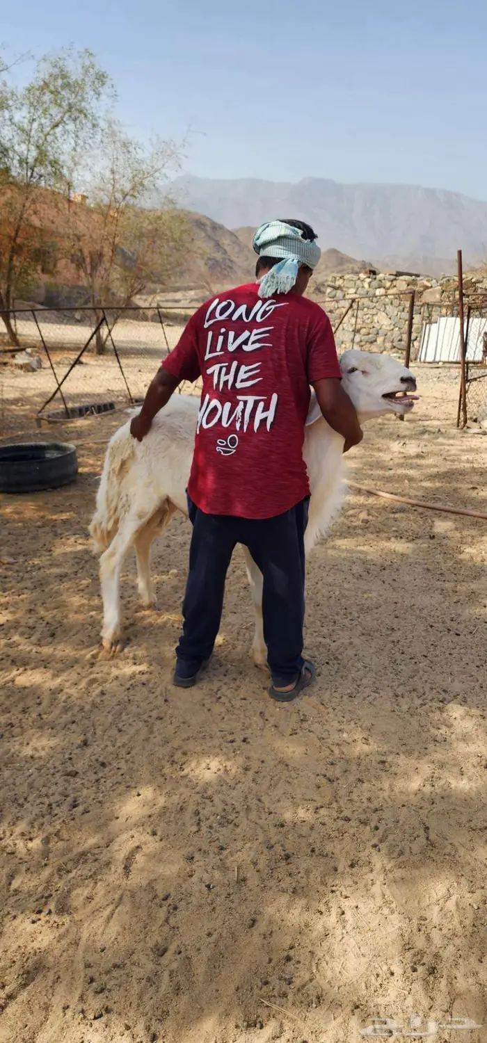 خروف اضحيه رباع 0
