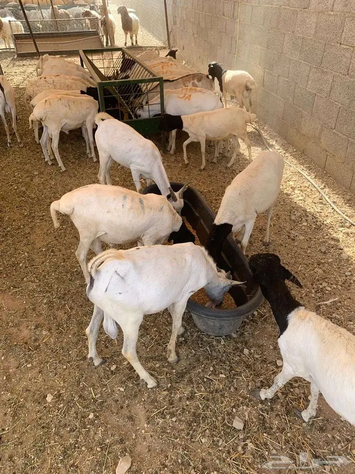 سواكن 2