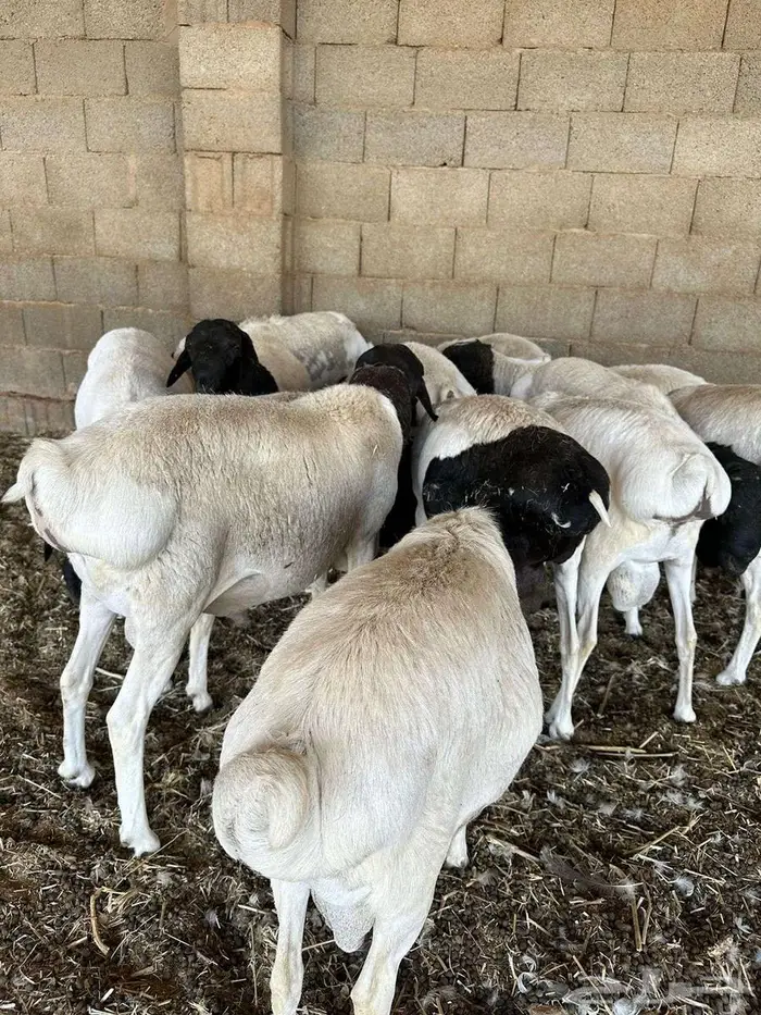 برابر سمان ضحايا معلفا لهن سنة 0